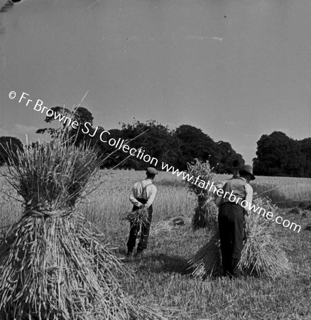 HARVESTING WHEAT